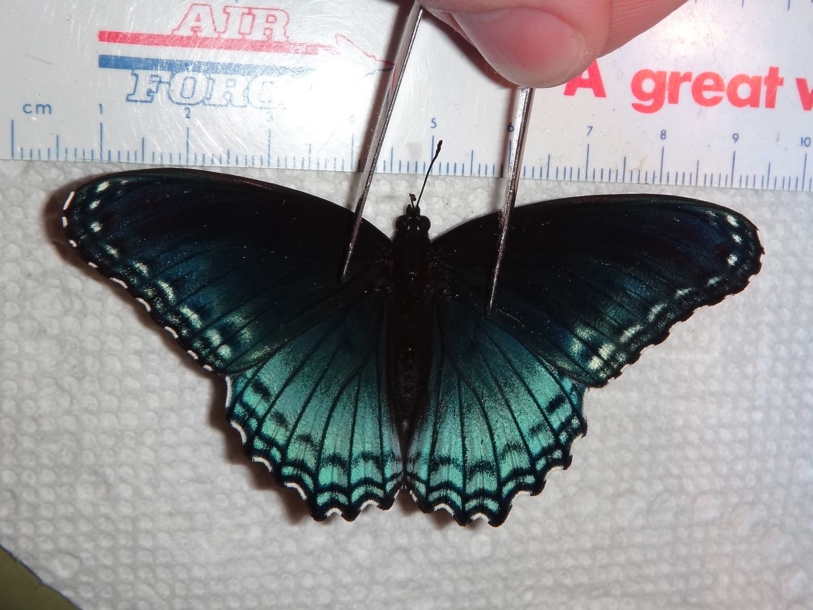 Limenitis arthemis (aberration) [Internet image property of respective owner, non commercial use only]